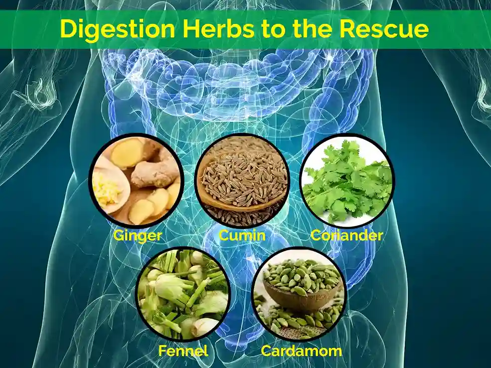 Boost digestive health with ginger, cumin, coriander, fennel, and cardamom, a powerful herbal blend that supports enzyme production and bile duct health.