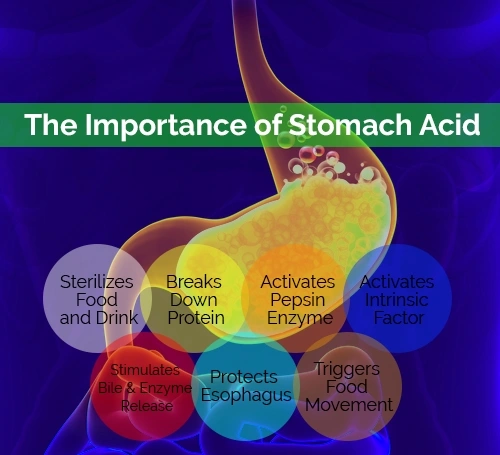 Understand how stomach acid plays a crucial role in sterilizing food and protecting against harmful bacteria, contributing to overall digestive health.