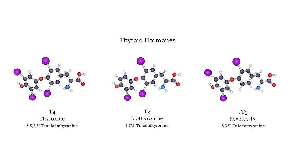 Diagram illustrating the impact of reverse T3 on thyroid hormone conversion, showing how it can block the conversion of T4 to active T3, leading to thyroid dysfunction.