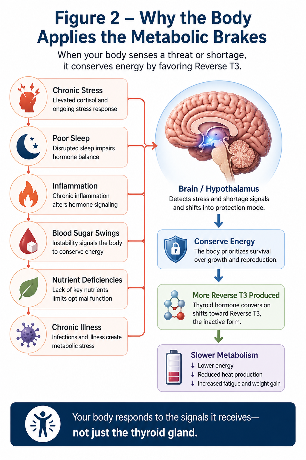 Figure showing how chronic stress, poor sleep, inflammation, illness, and nutrient deficiencies can signal the brain to increase Reverse T3 production.
