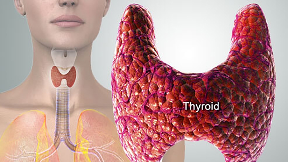 Thyroid Hormones & Alternative Treatments - Total Health Center VB