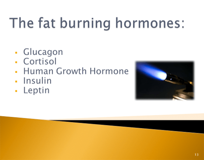 Hormones and Weight Loss - Fat Burning Hormones