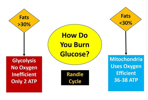 How do you brun Glucose? Cortisol Management...... The Diet Connection