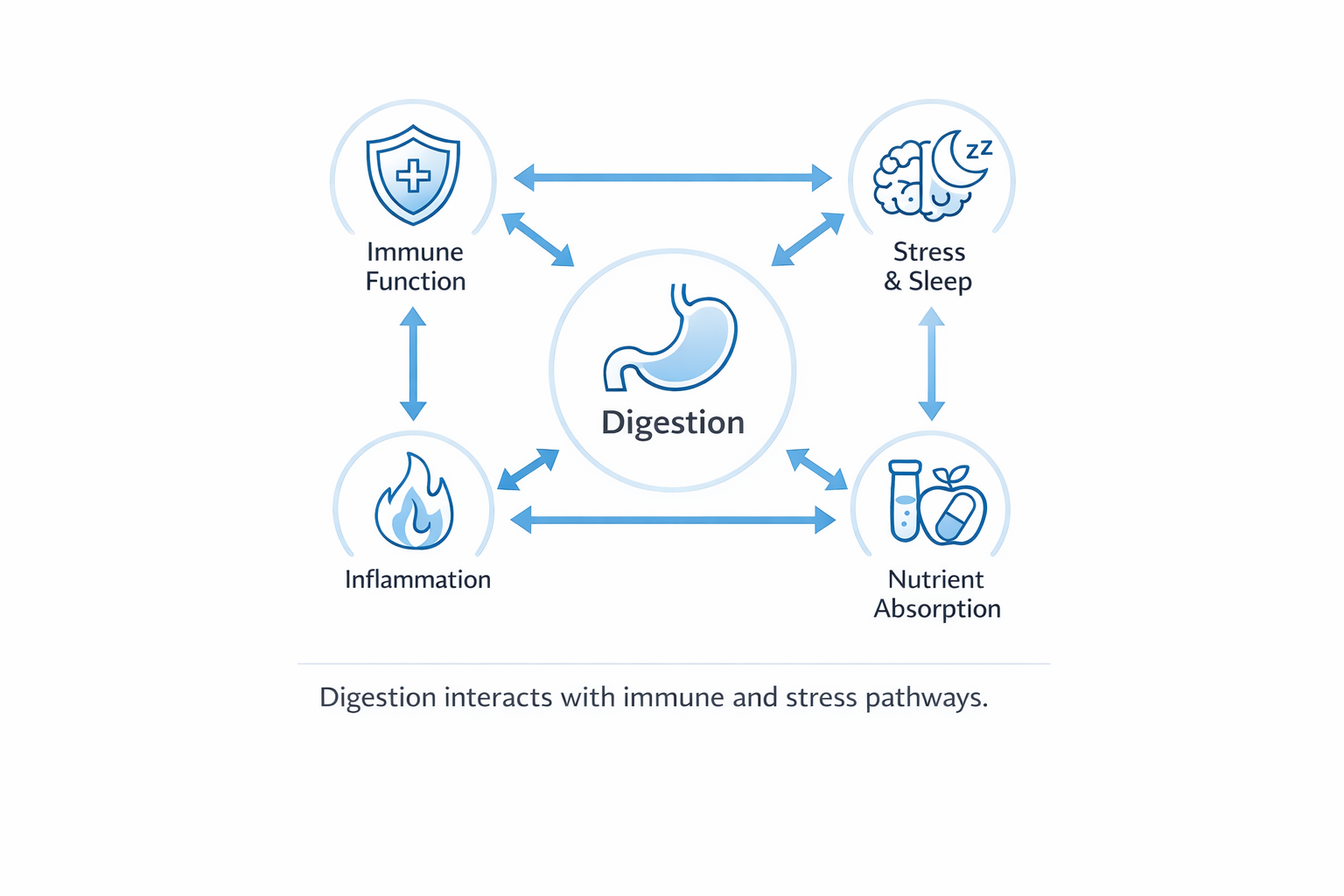 Diagram showing how digestion connects with immune function, inflammation, stress response, and nutrient absorption