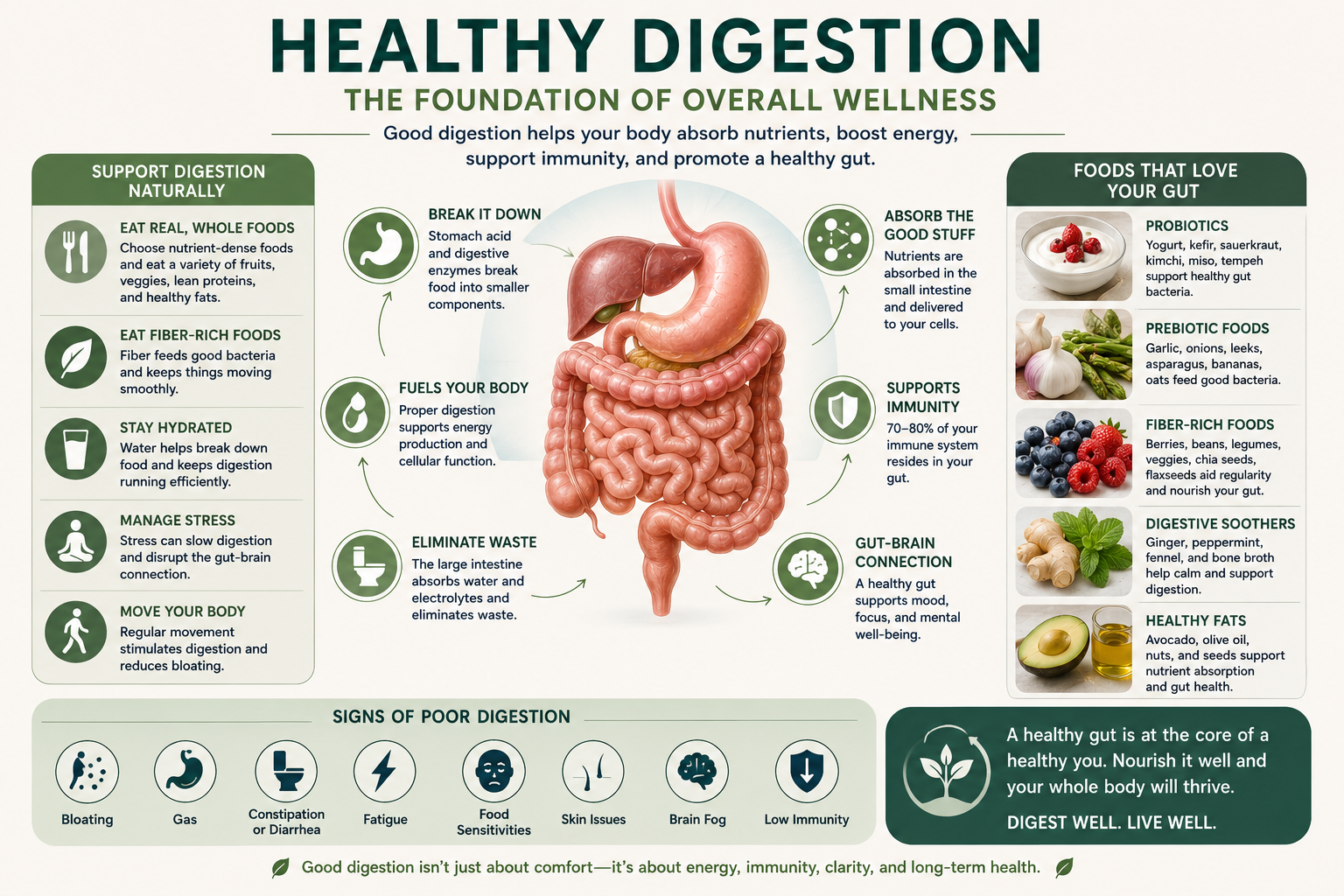 Digestive system infographic showing how healthy digestion supports nutrient absorption and bone health