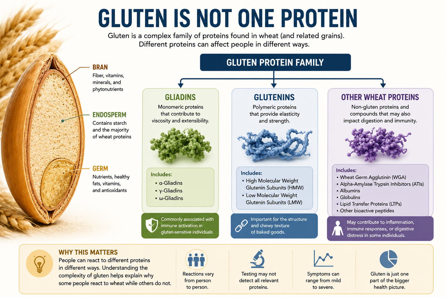 Infographic explaining that gluten is a complex family of proteins including gliadins glutenins and other wheat proteins