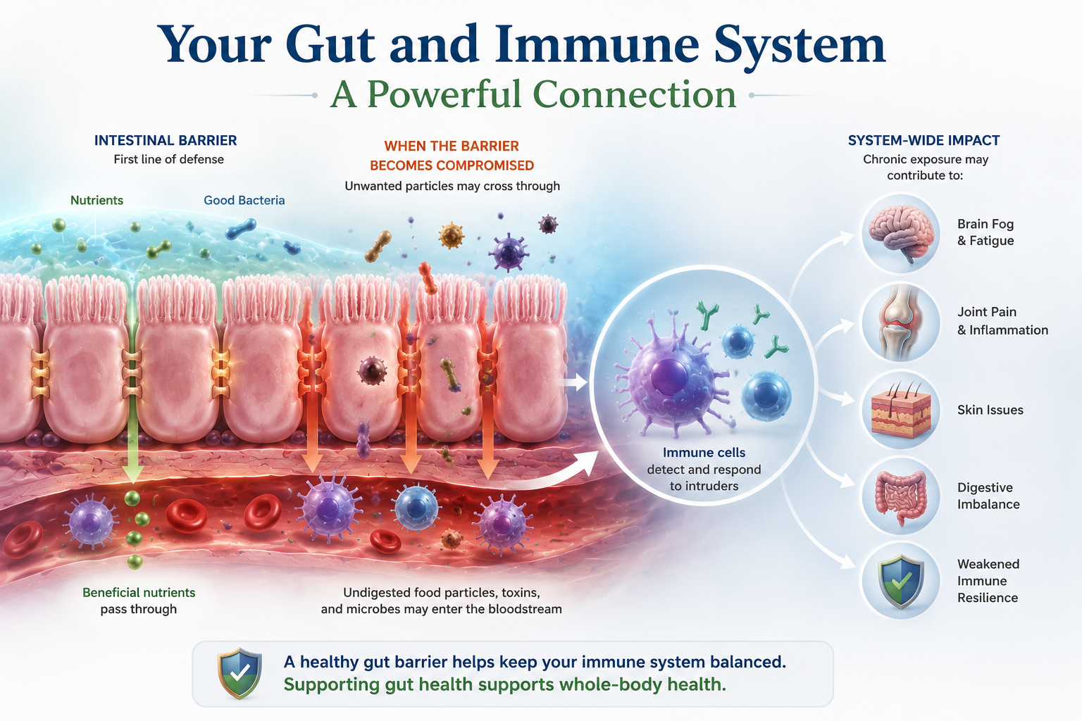 Educational infographic illustrating the connection between gut health, the intestinal barrier, and immune system function.