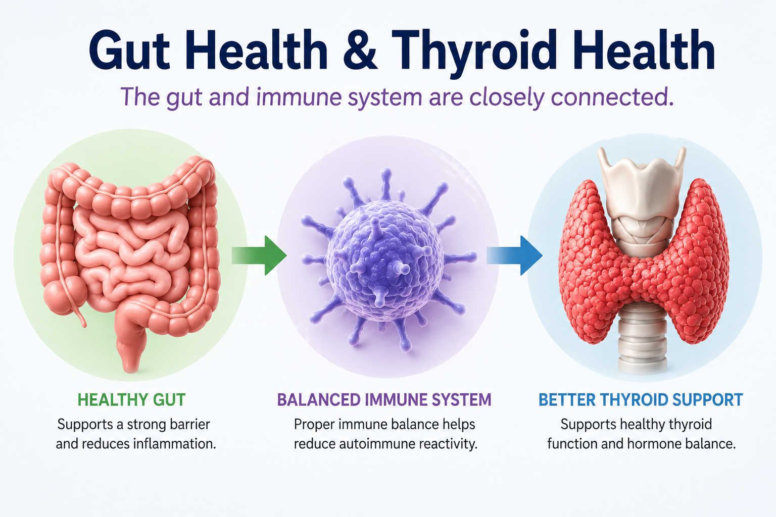Educational infographic showing the connection between gut health immune function and thyroid health