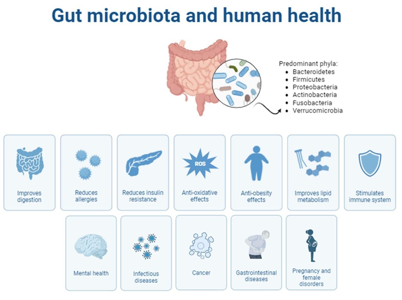 Healthy gut microbiome supported by fermented foods and probiotics