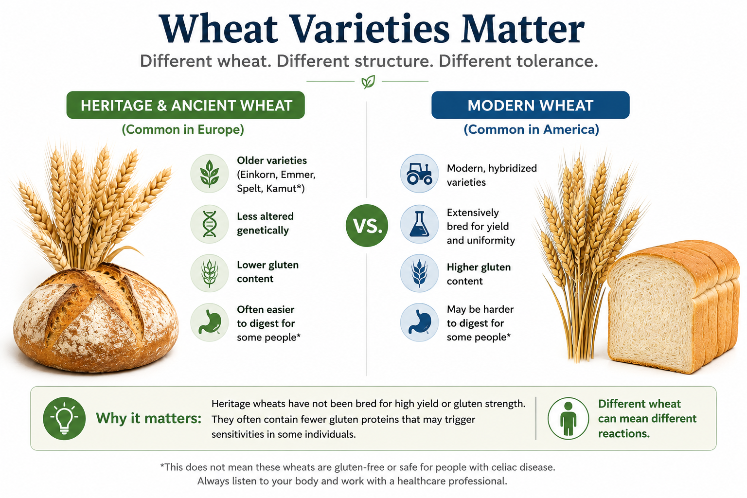 Educational infographic comparing heritage wheat varieties with modern wheat varieties and explaining how differences in breeding and cultivation may influence bread characteristics and individual tolerance.