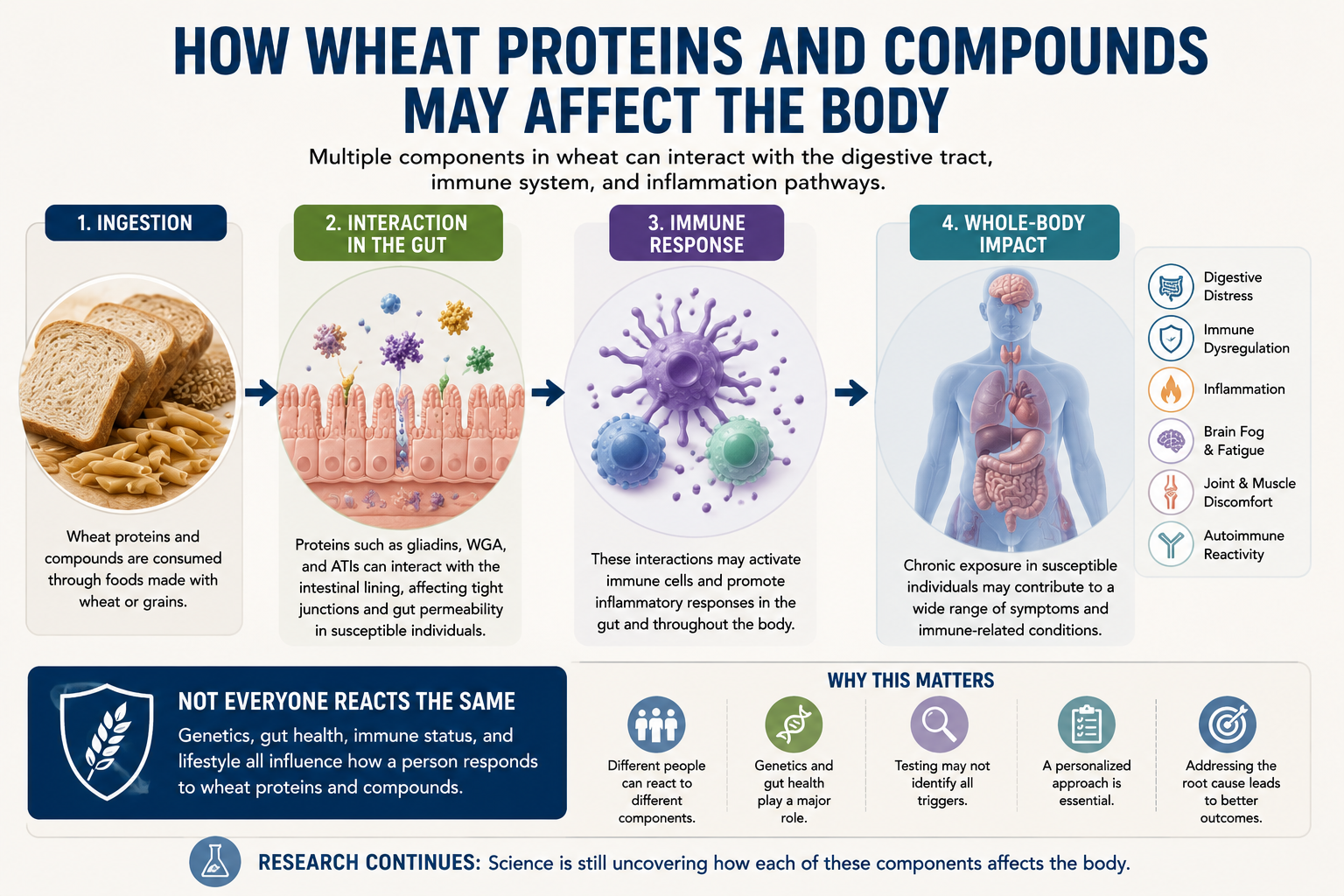 Infographic showing how wheat proteins and compounds may interact with the digestive tract immune system inflammation pathways and whole body health