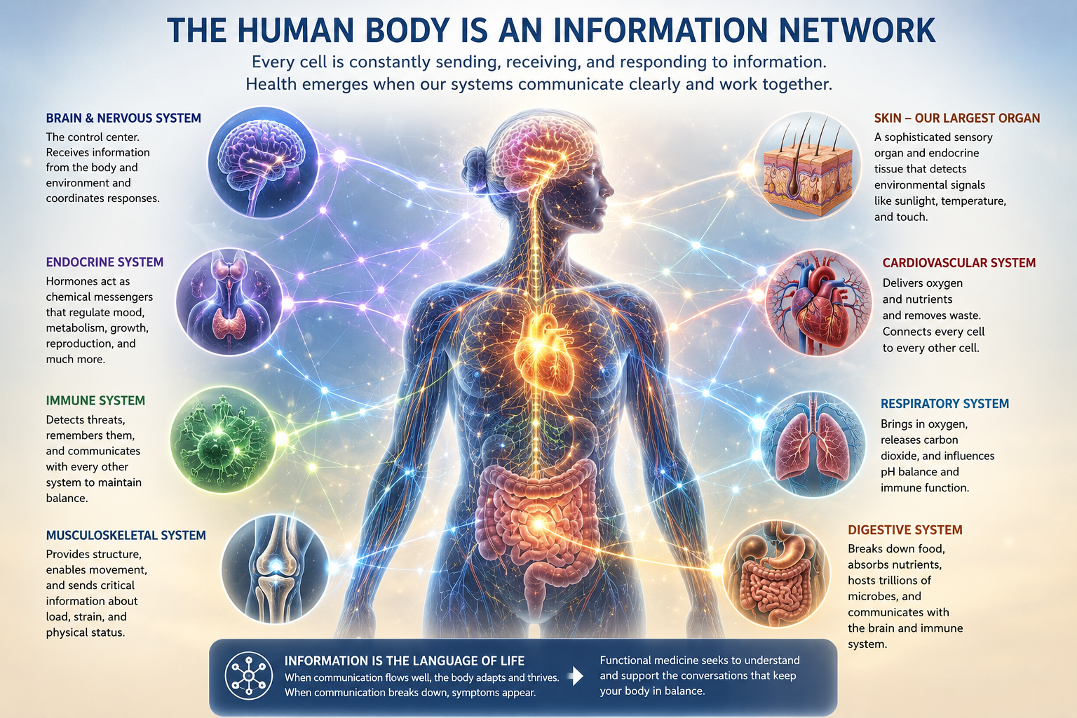 The human body functions as an interconnected information network where the brain, skin, immune system, endocrine system, digestive system, and cardiovascular system continuously communicate to maintain health.