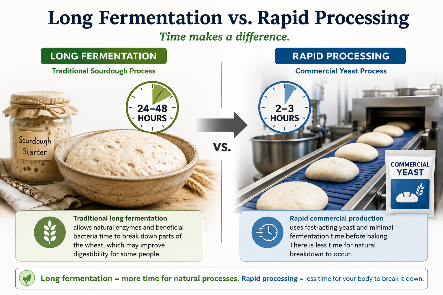 Educational infographic comparing traditional long sourdough fermentation with rapid commercial bread processing.