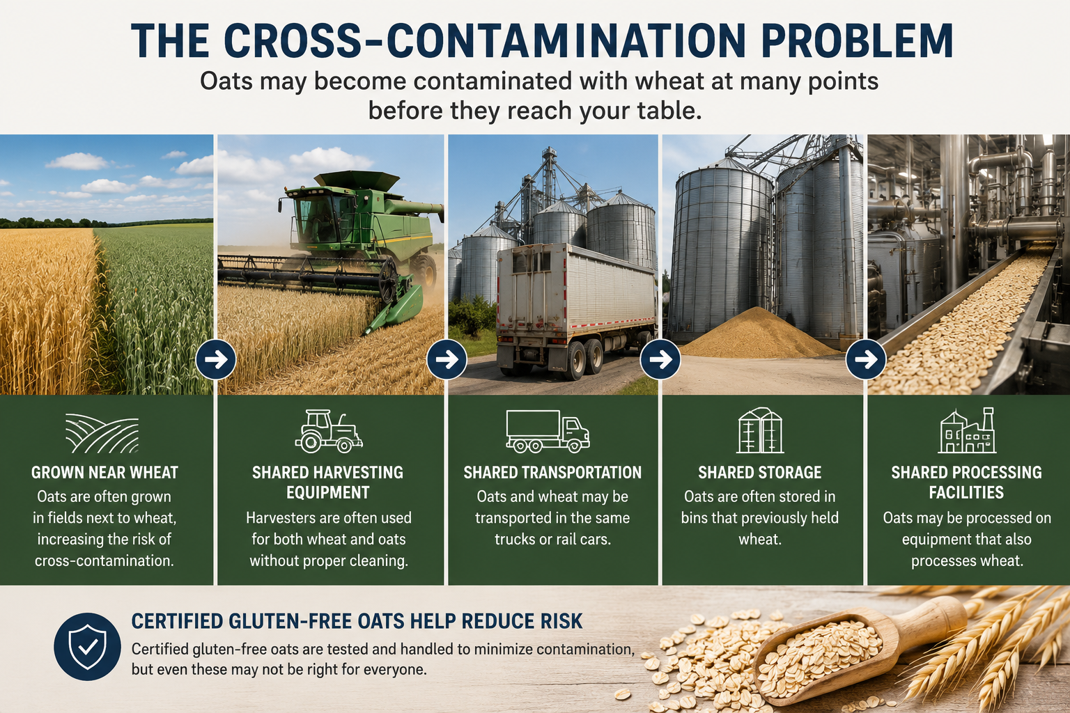 Infographic showing how oats may become contaminated with wheat during farming harvesting transportation storage and processing