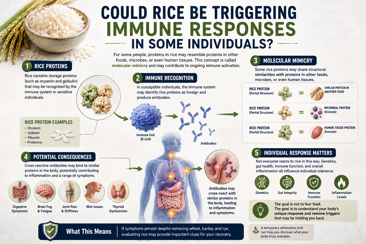 Medical infographic illustrating rice proteins immune reactivity molecular mimicry antibodies inflammation and digestive health