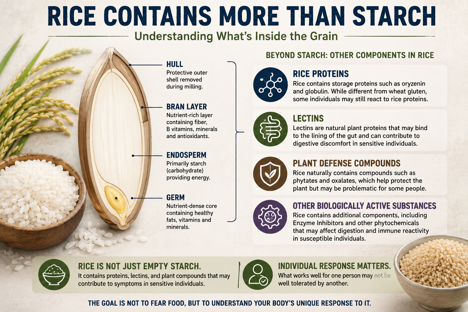 Educational infographic showing rice grain anatomy including rice proteins lectins plant compounds and other biologically active substances