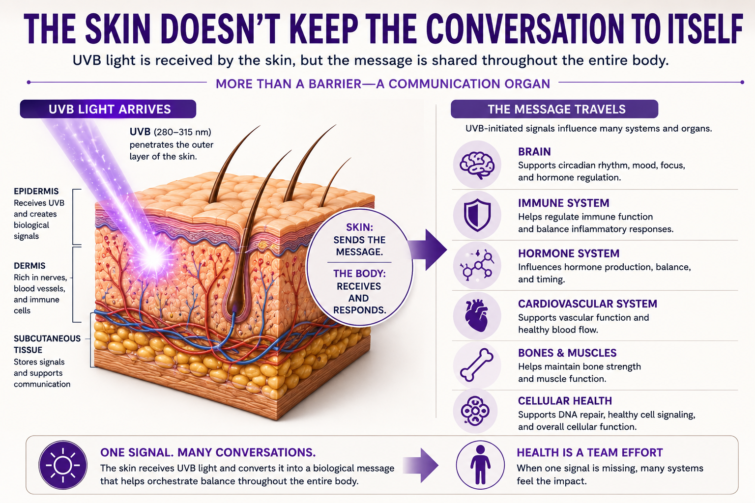 Illustration showing how UVB light interacts with the skin to initiate biological communication with the brain, immune system, hormones, cardiovascular system, bones, muscles, and other tissues throughout the body.