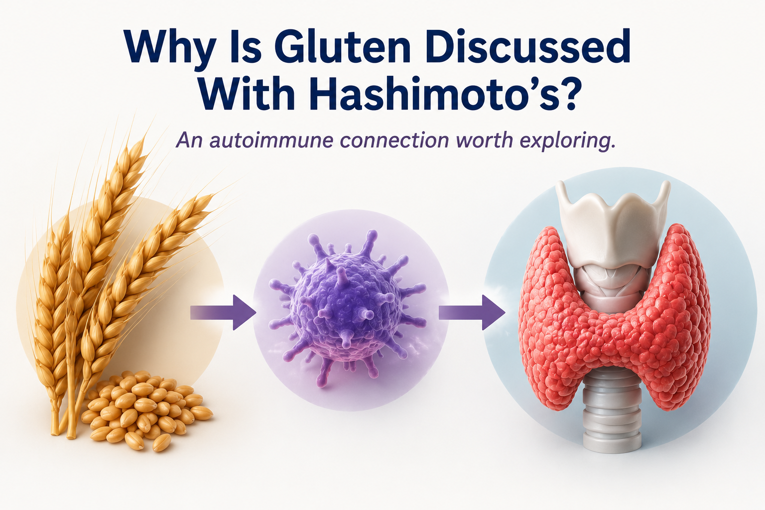 Educational infographic showing the connection between gluten immune system activity and Hashimoto's thyroiditis