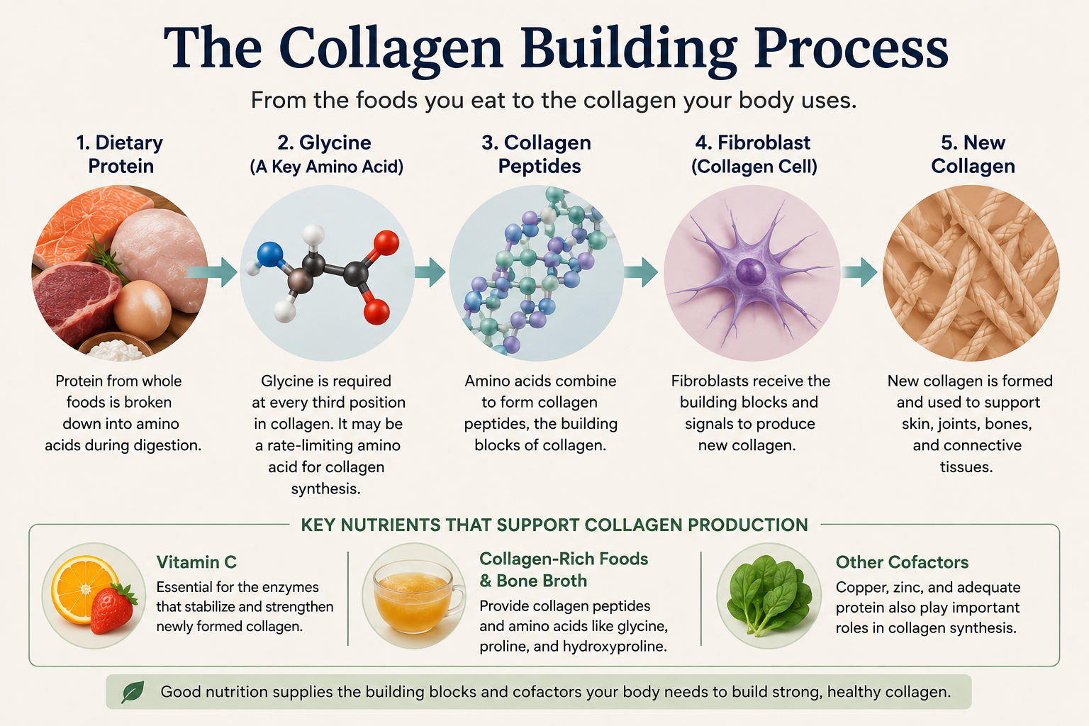 Infographic showing how dietary protein, glycine, collagen peptides, vitamin C, and fibroblasts work together to produce new collagen.
