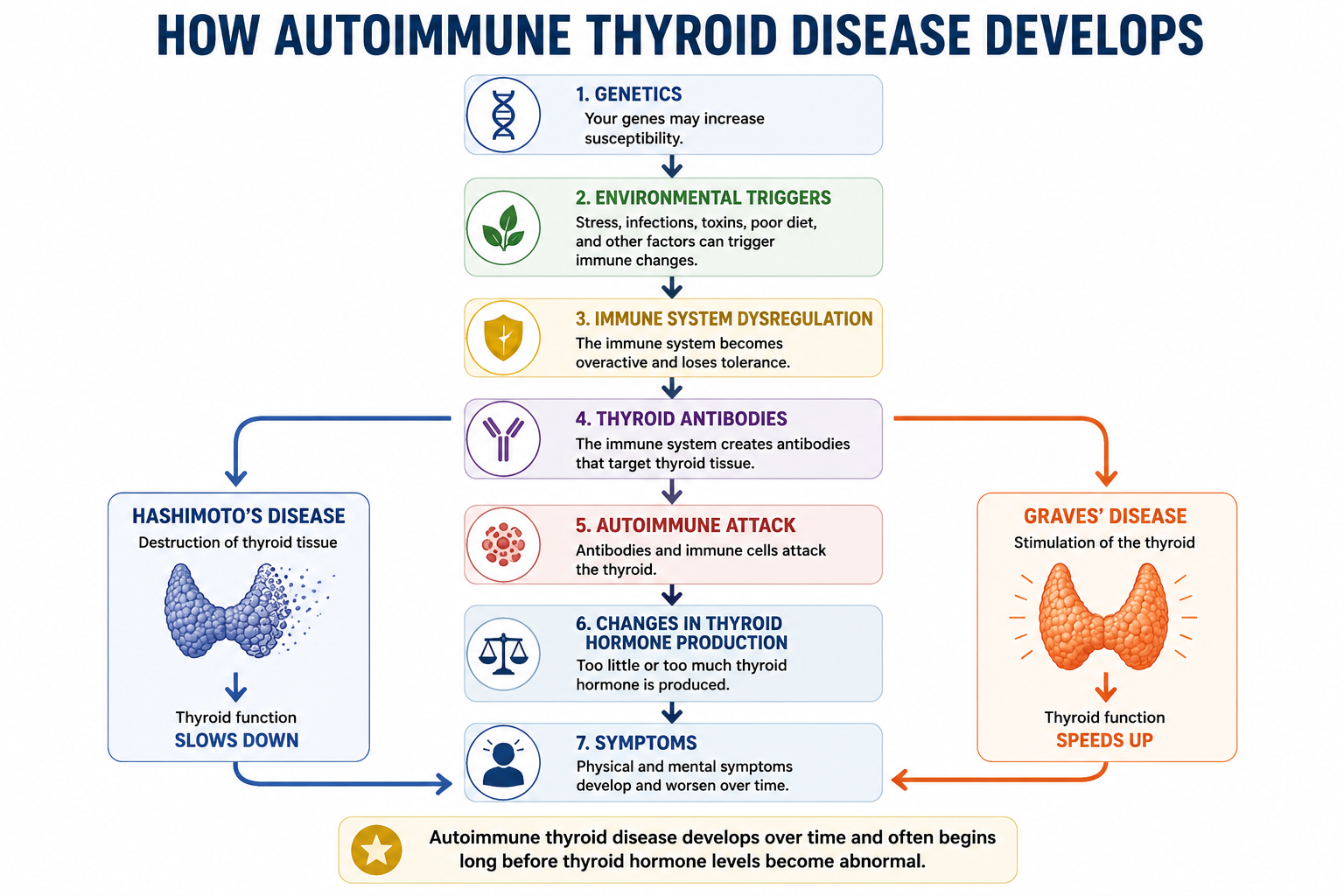 Flowchart illustrating how autoimmune thyroid disease develops, from genetic susceptibility and environmental triggers to thyroid antibodies, Hashimoto's disease or Graves' disease, and the development of symptoms.