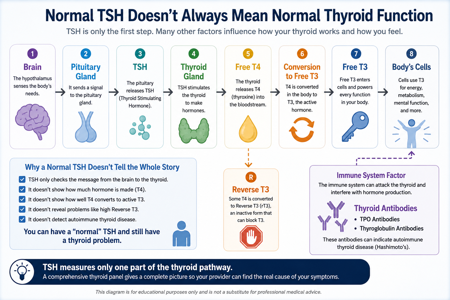 Flowchart showing how TSH, Free T4, Free T3, Reverse T3, and thyroid antibodies each measure different parts of thyroid function.
