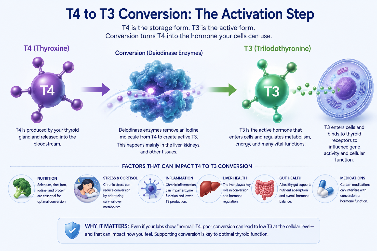 Medical infographic illustrating the conversion of T4 (thyroxine) into T3 (triiodothyronine), the active thyroid hormone, and the factors that influence thyroid hormone conversion.