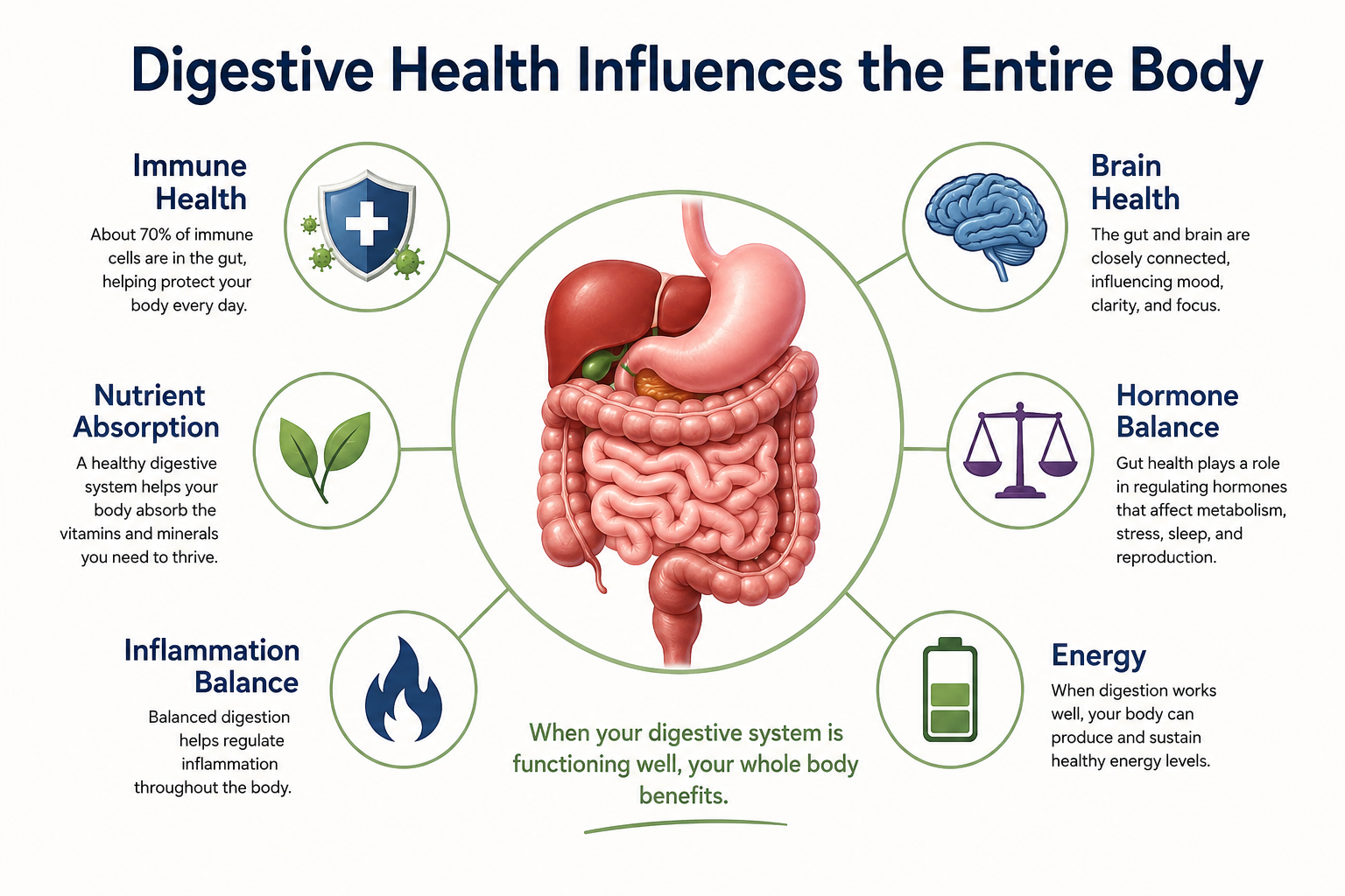 Illustration showing how digestive health supports immune function, brain health, hormone balance, nutrient absorption, inflammation regulation, and energy production.