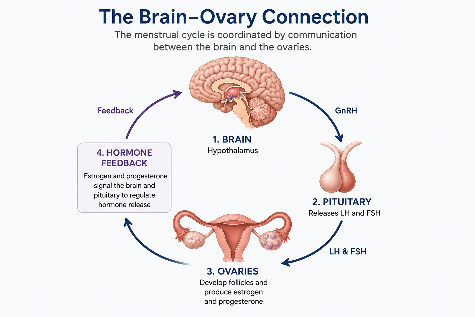 Diagram showing communication between the brain, pituitary gland, and ovaries during the menstrual cycle.