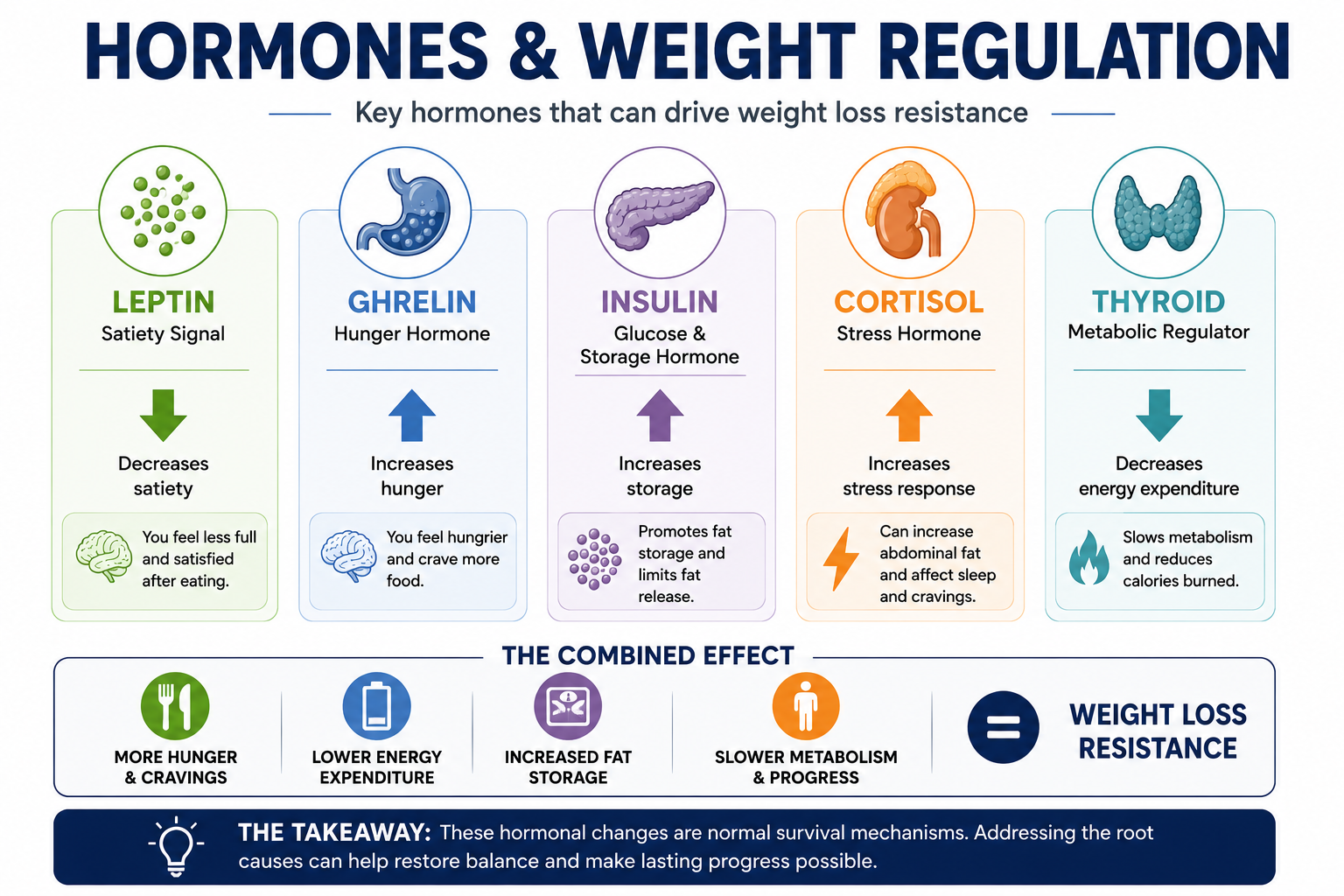 Diagram showing how leptin, ghrelin, insulin, cortisol, and thyroid hormones can influence hunger, energy expenditure, fat storage, and weight regulation.
