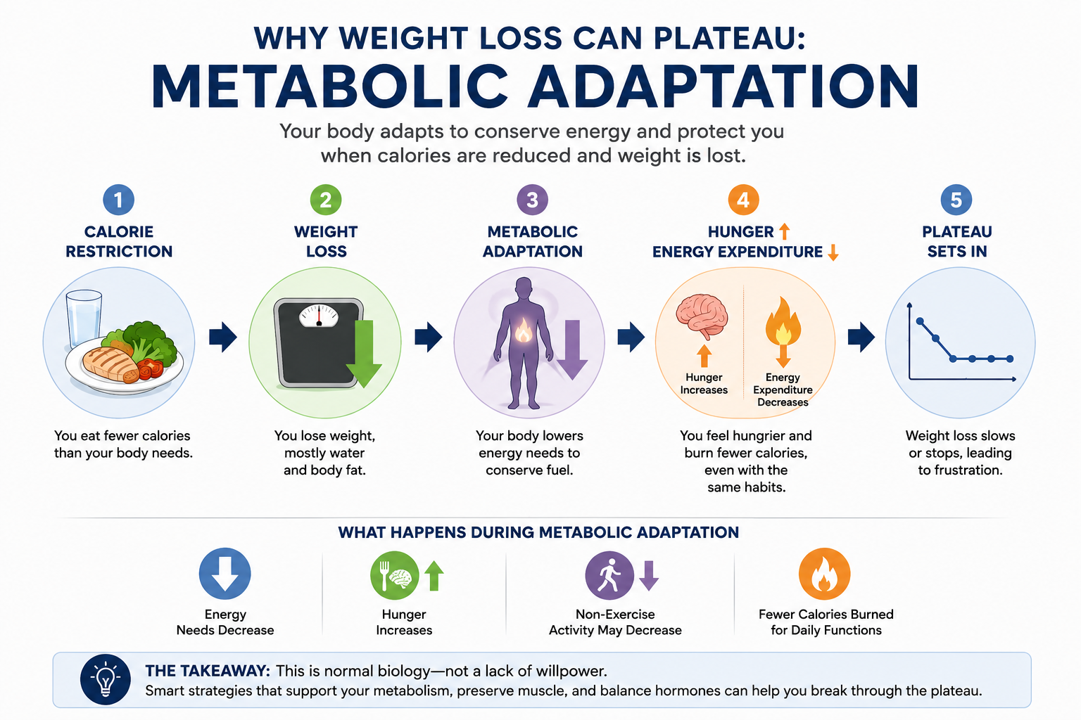 Diagram showing how calorie restriction and weight loss can trigger metabolic adaptation, increased hunger, reduced energy expenditure, and a weight-loss plateau.